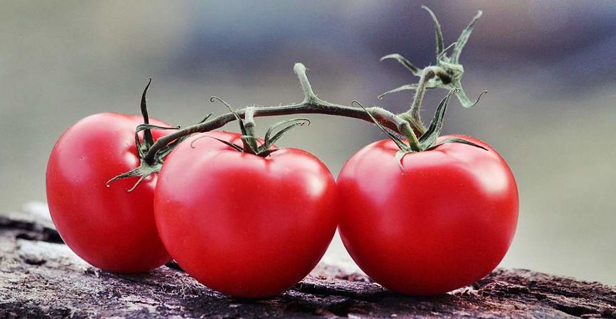 Когда сажать помидоры на рассаду в 2024 году